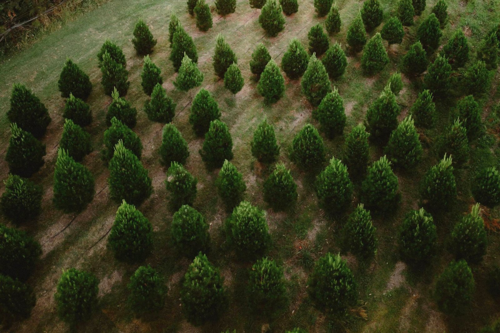 Christmas Tree Mini Sessions